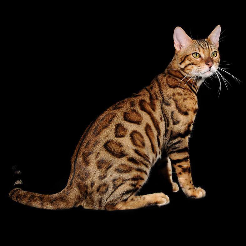 Bengal
