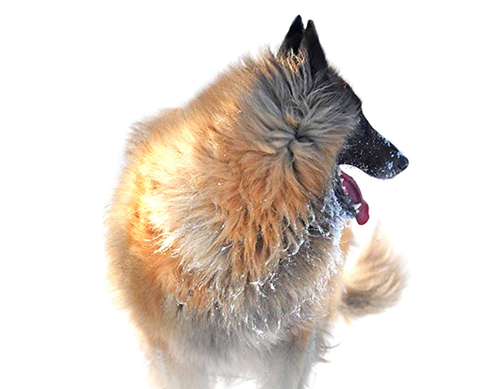 Tervuren