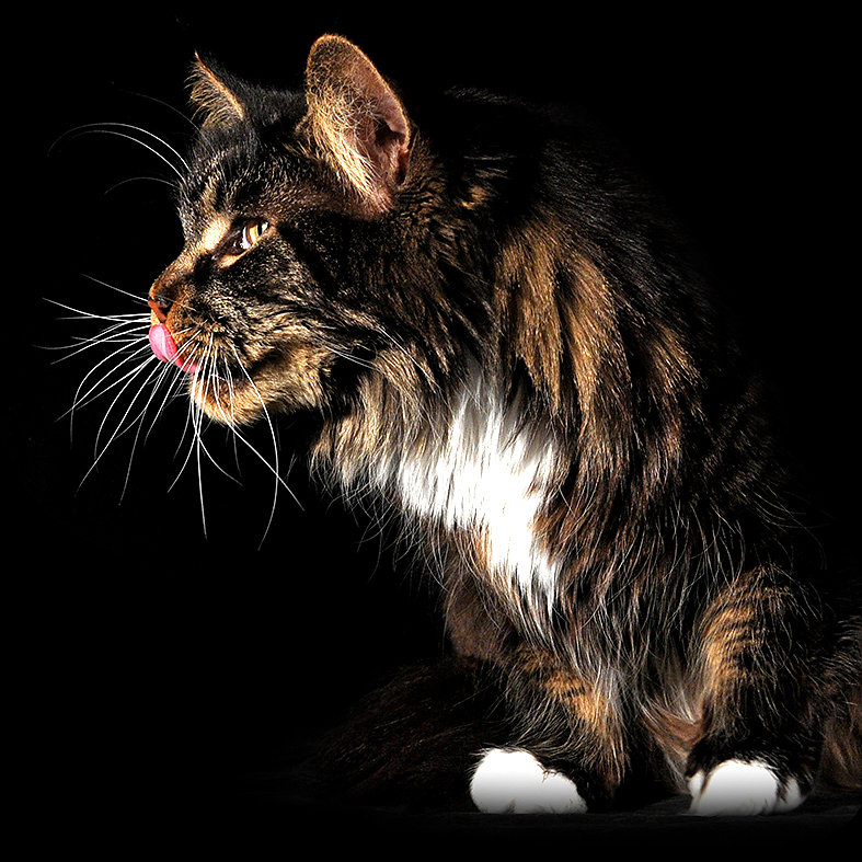 Maine coon