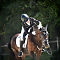 Dressage